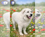 Small #14 Great Pyrenees
