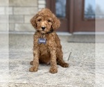 Puppy 5 Poodle (Standard)