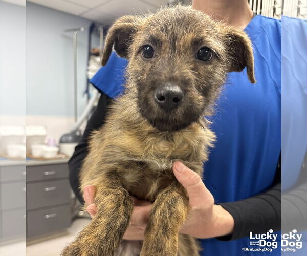 Medium Photo #1 Mutt Puppy For Sale in Washington, DC, USA