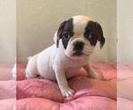 Small #3 French Bulldog