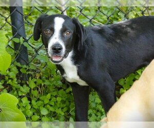 Borador Dogs for adoption in Tallahassee, FL, USA