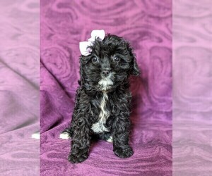 Cavapoo Puppy for sale in NOTTINGHAM, PA, USA