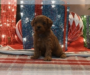 Cavapoo (Miniature) Puppy for sale in GUTHRIE, KY, USA