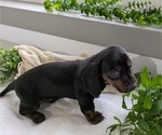 Small #3 Dachshund