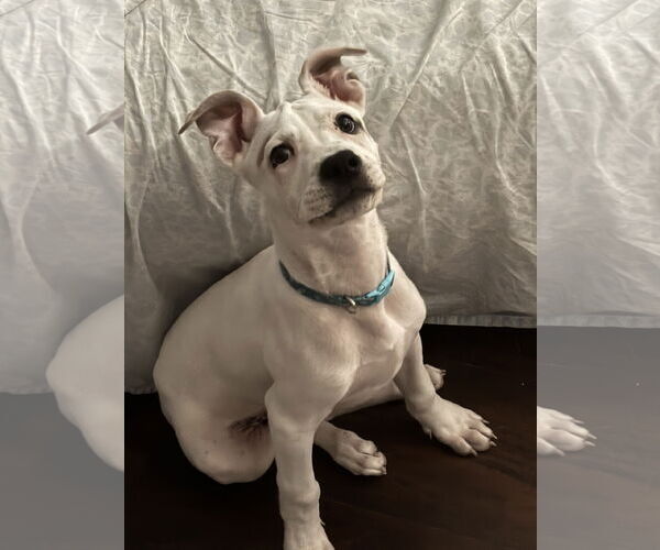 Medium Photo #9 Mutt Puppy For Sale in Brooklyn Center, MN, USA