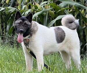 Akita Dogs for adoption in Pottstown, PA, USA