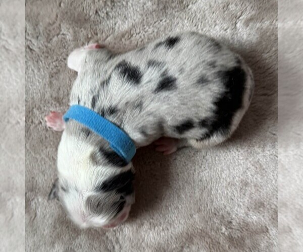 Medium Photo #2 Australian Shepherd Puppy For Sale in HENRICO, VA, USA