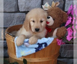 Golden Retriever Puppy for sale in FREDERICKSBURG, OH, USA