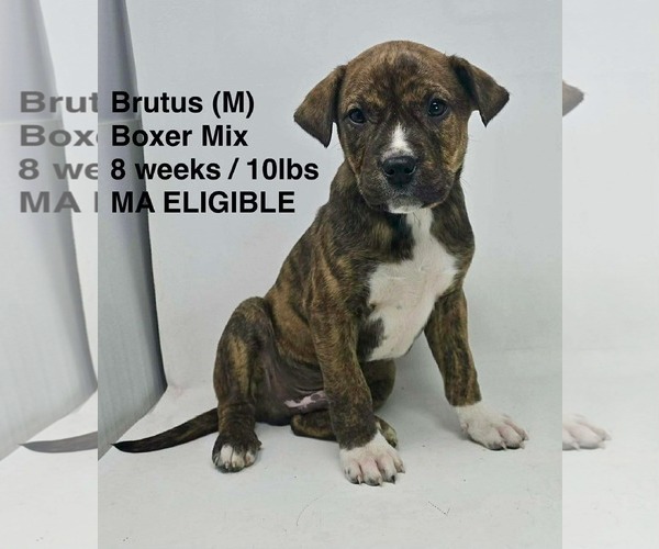 Medium Photo #1 Boxer-Unknown Mix Puppy For Sale in pomfret, CT, USA