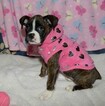 Small Photo #24 Boxer Puppy For Sale in CHILHOWEE, MO, USA