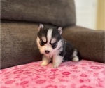 Small #3 Pomsky