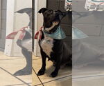 Small #2 American Staffordshire Terrier