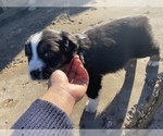 Small Photo #11 Australian Shepherd Puppy For Sale in LUBBOCK, TX, USA