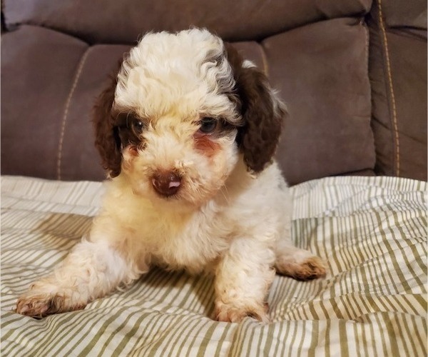 Medium Photo #27 Bernedoodle (Miniature) Puppy For Sale in LEETONIA, OH, USA