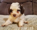 Small #26 Bernedoodle (Miniature)