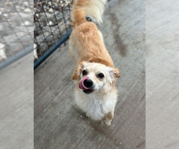 Medium Photo #3 Cavalier King Charles Spaniel-Unknown Mix Puppy For Sale in Oak Bluffs, MA, USA