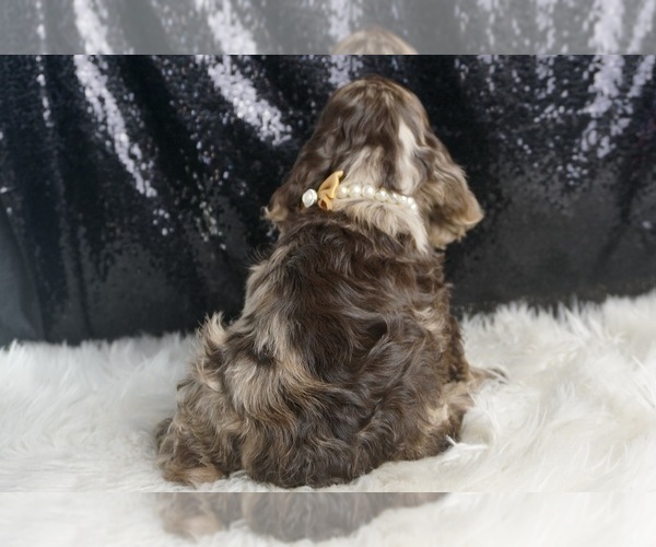 Medium Photo #48 Cocker Spaniel Puppy For Sale in WARSAW, IN, USA