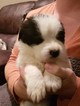 Small Photo #3 Newfoundland Puppy For Sale in ALSEN, SD, USA