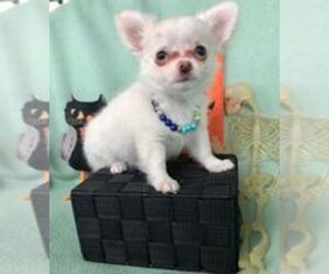 Chihuahua Puppy for sale in NEWVILLE, PA, USA