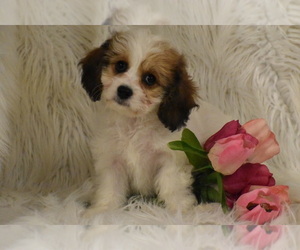 Cavachon Puppy for sale in ELDORADO, OH, USA