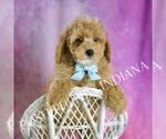 Small Photo #66 Poodle (Toy) Puppy For Sale in WARSAW, IN, USA