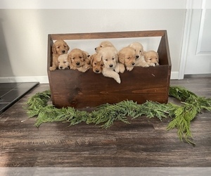 Golden Retriever Puppy for sale in COLVILLE, WA, USA