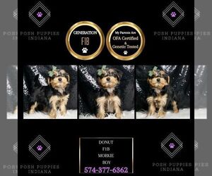 Morkie Puppy for sale in WARSAW, IN, USA