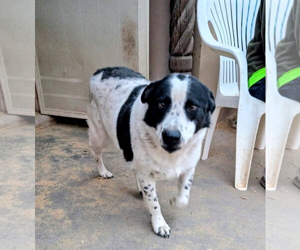 Medium Photo #1 Mutt Puppy For Sale in Pena Blanca, NM, USA
