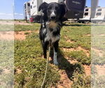 Small #1 Australian Shepherd Mix