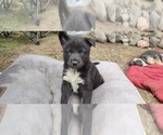 Small Photo #6 German Shepherd Dog-Siberian Husky Mix Puppy For Sale in CENTRAL POINT, OR, USA