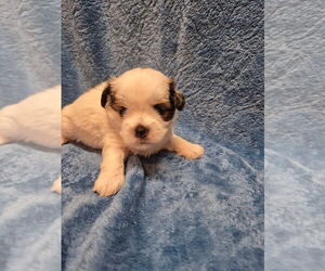 Medium Shorkie Tzu-Yorkshire Terrier Mix
