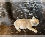 Small Photo #4 French Bulldog Puppy For Sale in PRYOR, OK, USA