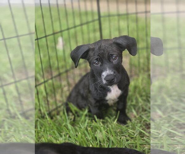 Medium Photo #1 Labrador Retriever-Unknown Mix Puppy For Sale in Sanford, FL, USA