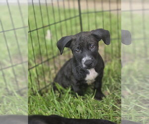 Labrador Retriever-Unknown Mix Dogs for adoption in Sanford, FL, USA
