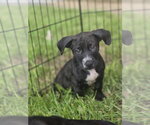 Small Labrador Retriever Mix