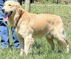 Father of the Golden Retriever puppies born on 04/09/2026