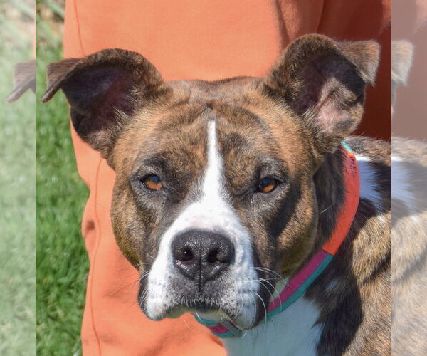 Medium Photo #1 Bulloxer Puppy For Sale in Huntley, IL, USA