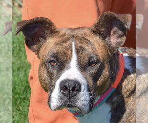 Bulloxer Dogs for adoption in Huntley, IL, USA