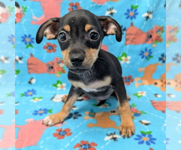 Medium Photo #1 Miniature Pinscher Puppy For Sale in Chico, CA, USA
