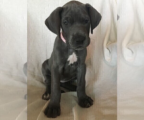 Medium Photo #3 Great Dane Puppy For Sale in LAKE WALES, FL, USA