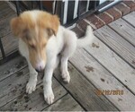 Small Photo #7 Collie Puppy For Sale in WILMINGTON, NC, USA