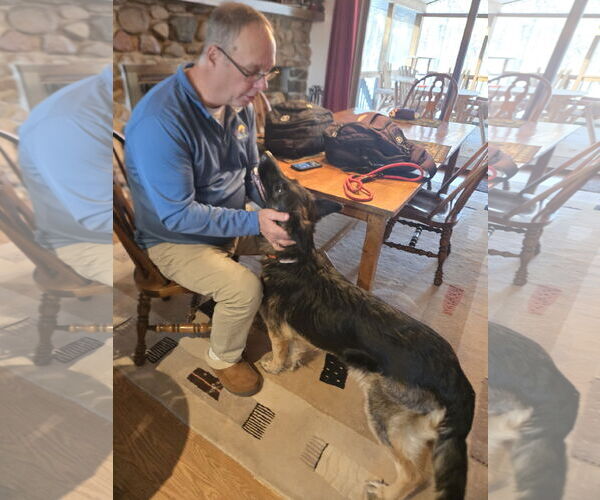Medium Photo #5 German Shepherd Dog-Unknown Mix Puppy For Sale in Princeton, MN, USA