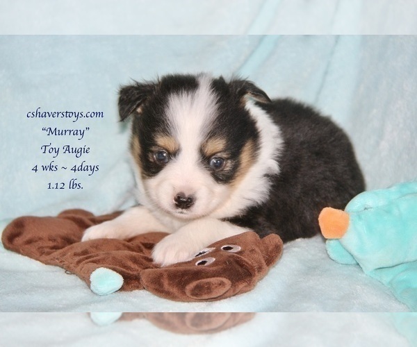Medium Photo #8 Aussie-Corgi-Miniature Australian Shepherd Mix Puppy For Sale in LIND, WA, USA
