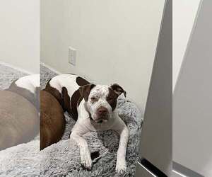 Mutt Dogs for adoption in Jackson Township, NJ, USA