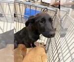 Small Labrador Retriever Mix