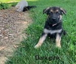 Puppy Dark pink German Shepherd Dog