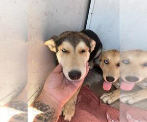 German Shepherd Dog-Siberian Husky Mix Dogs for adoption in Stockton, CA, USA
