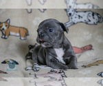 Small Photo #13 French Bulldog Puppy For Sale in SPOKANE, WA, USA