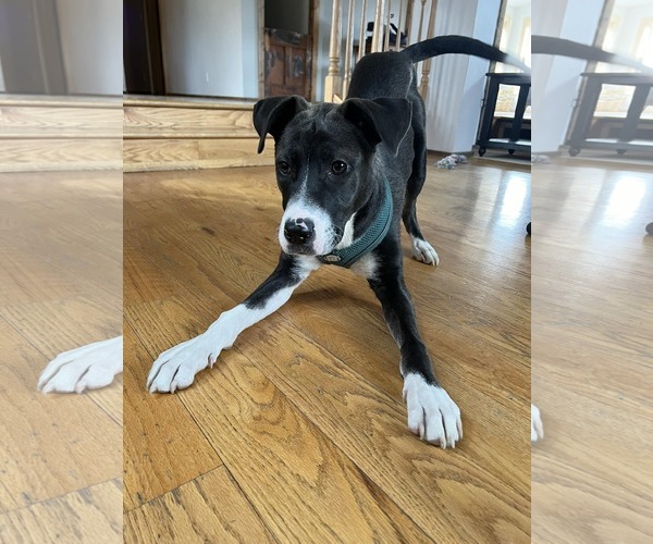 Medium Photo #2 Huskies -Unknown Mix Puppy For Sale in Binghamton, NY, USA
