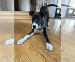 Small #1 Huskies  Mix